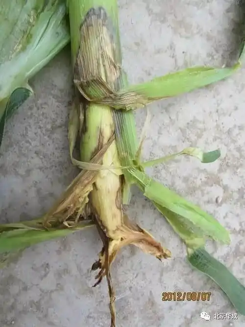 玉米茎腐病