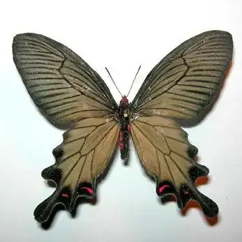 稀有中华麝凤蝶现身扬州 蝴蝶翅膀"像雨衣"能防水