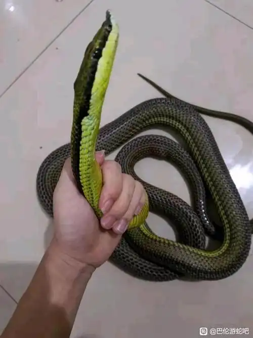 1500克巴伦母【巴伦游蛇吧】_百度贴吧