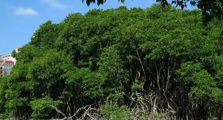 是红树科红树属乔木或灌木.