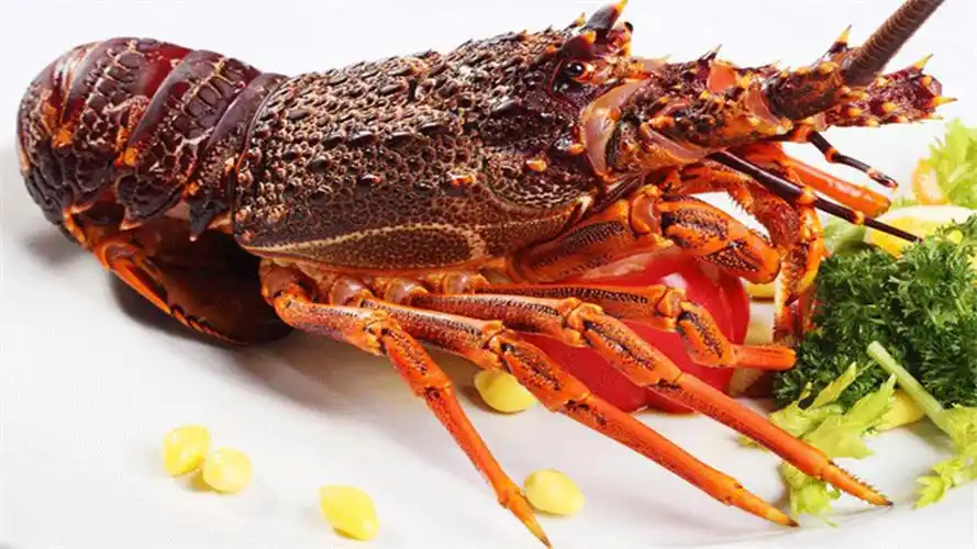 广东澳洲龙虾 - 懂得
