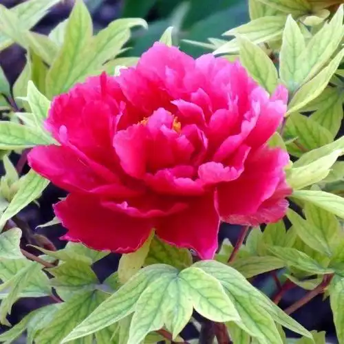 牡丹有哪些品种,牡丹有哪些品种(要名称)(精美绝伦的牡丹花十大品种