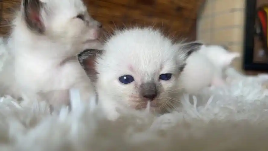 福州本地家养暹罗猫 小尝领养 几百