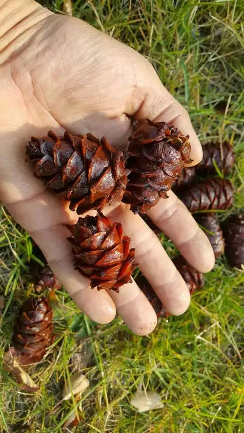 大兴安岭野生马尾马尾松松塔盐水水煮小松树塔坚果真空松子