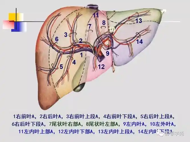 肝脏的血管解剖