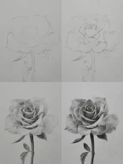 玫瑰花绘画教程详解