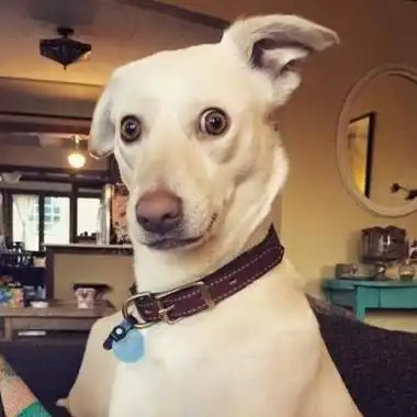 萌狗头像2021可爱搞怪大全单身只会让我越来越帅