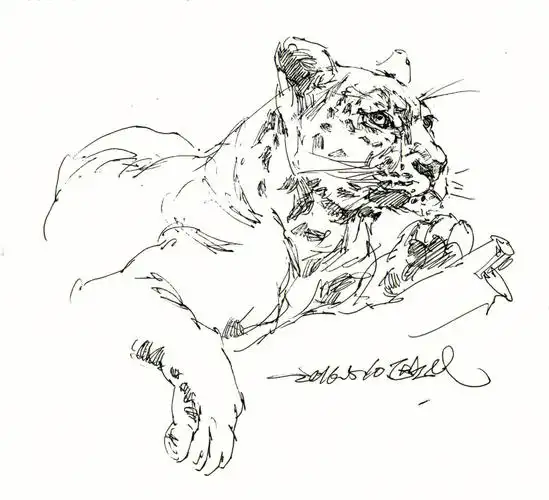速写日常美洲豹