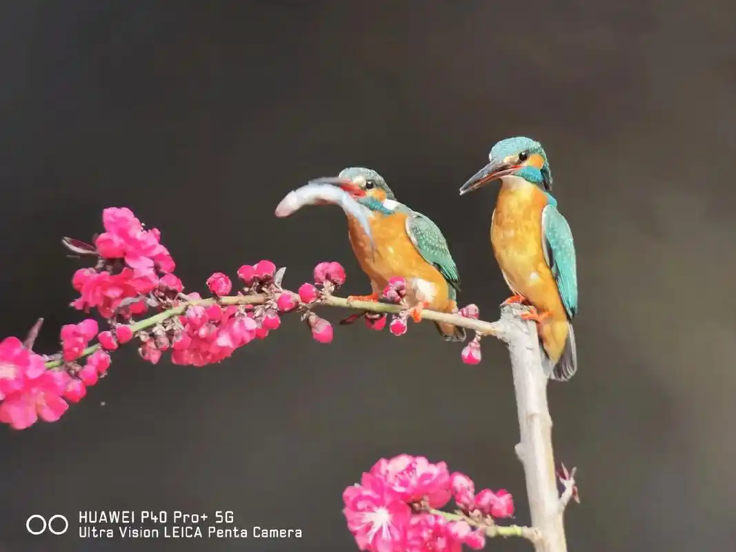 春天万物复苏,又到了动物繁殖的季节.梅花开了,一对翠鸟站在怒 - 抖音