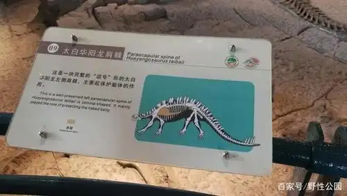 太白华阳龙肩棘