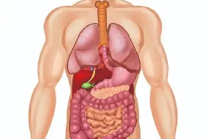 人体器官透视图