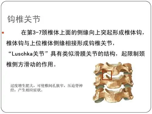 病康复ppt 钩椎关节   在第3-7颈椎体上面的侧缘向上突起形成椎体钩