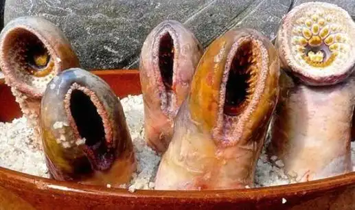 一,北极七鳃鳗吸食鲜血