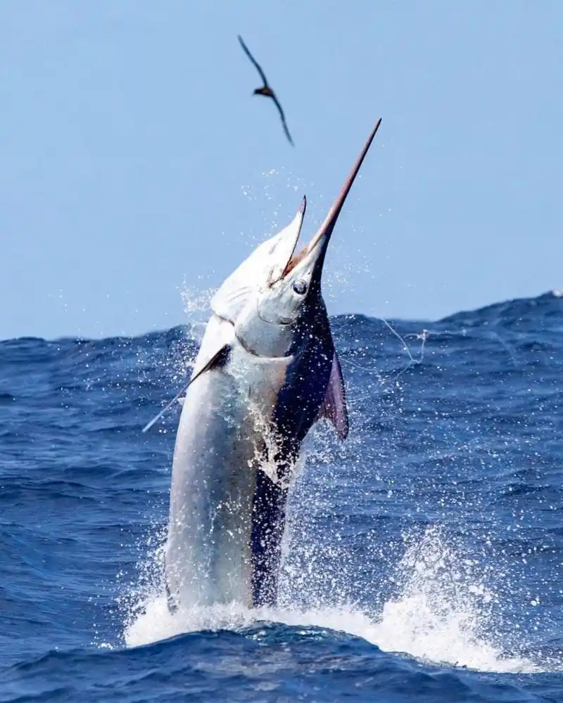 路亚海钓人的壁纸照片,拿走不谢 #路亚海钓# #海钓