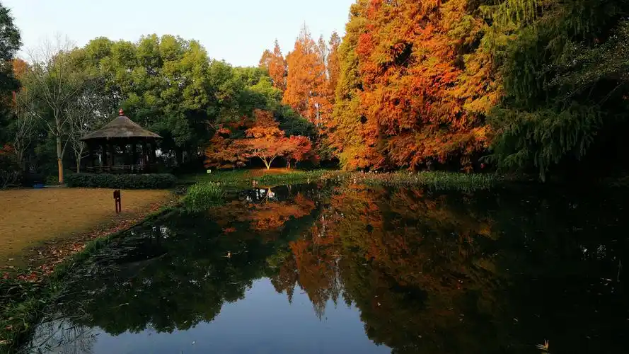 12.11游览了杨浦共青森林公园(1)