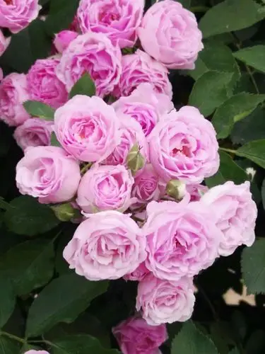 不与百卉争春色 初夏蔷薇花满墙