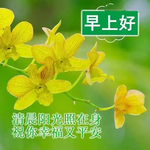 8张夏日最美早上好动态图片表情带字和鲜花创意好看的夏日清晨早安
