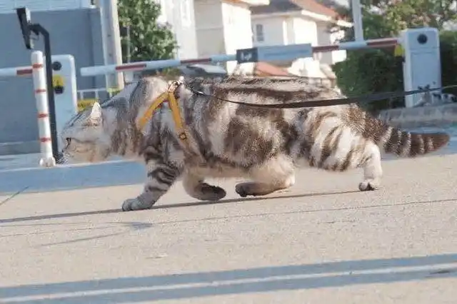 主人家养了一只非常霸气的猫走路姿势太嚣张惹不起