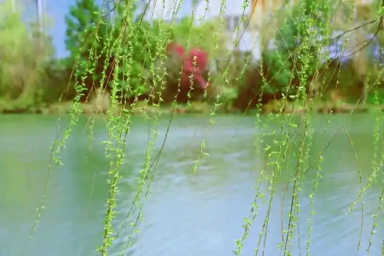 春雨润物,应景植树节!还有天气好消息哦