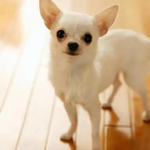 吉娃娃狗圈"3不养"