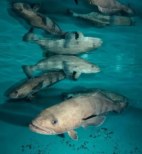 fish/chilean seabass   南极鱼科     nototheniidae     犬牙南极鱼