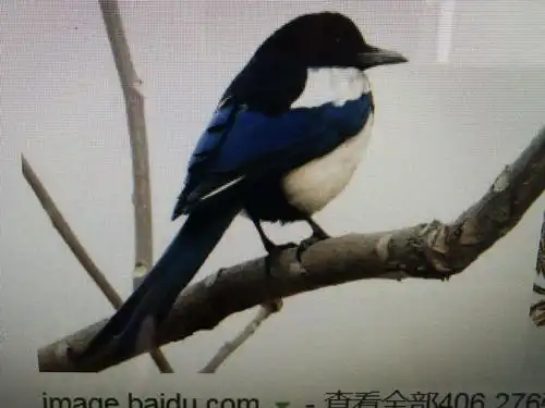 《就是这只喳喳叫的喜鹊》