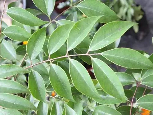 黄皮叶的功效与作用详解黄皮叶的药用价值