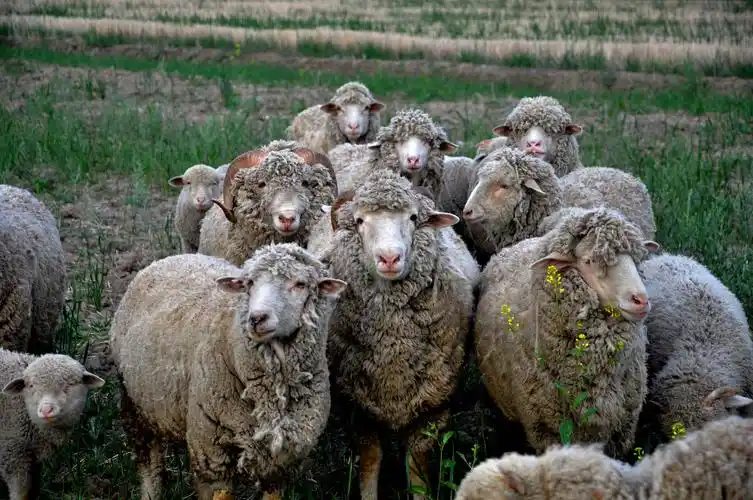 标题:新疆细毛羊