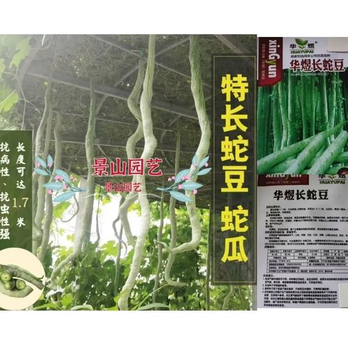 【长蛇豆种子】食用特大长蛇豆角种子四季蛇瓜蛇型长豆角蔬菜种子