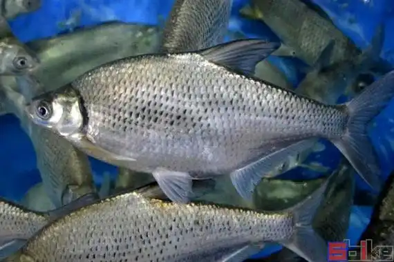 鳊鱼_草鳊_油鳊_长春鳊_长身鳊_槎头鳊_缩项鳊_武昌鱼