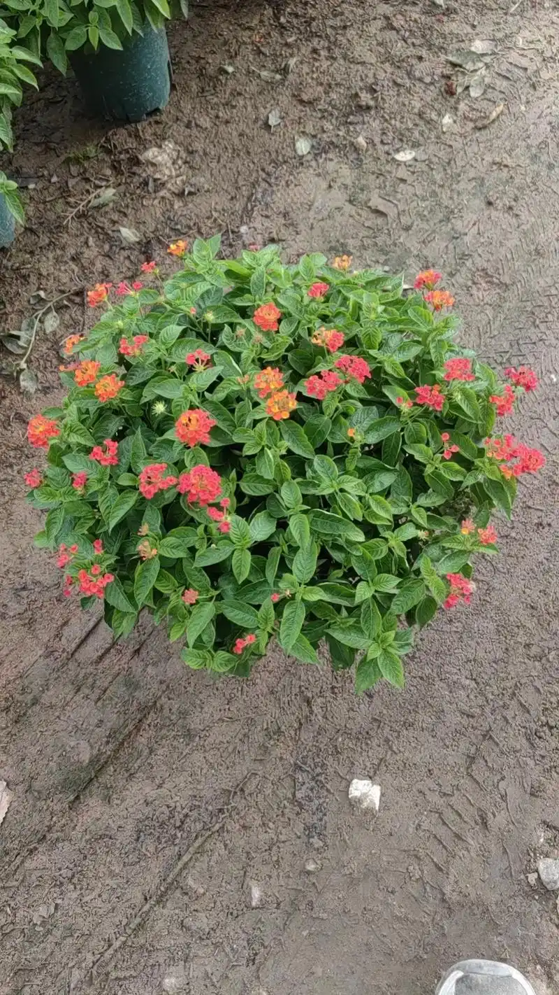 五色梅现货.#图文热搜词创作任务 五色梅那含苞待放的花骨朵像 - 抖音