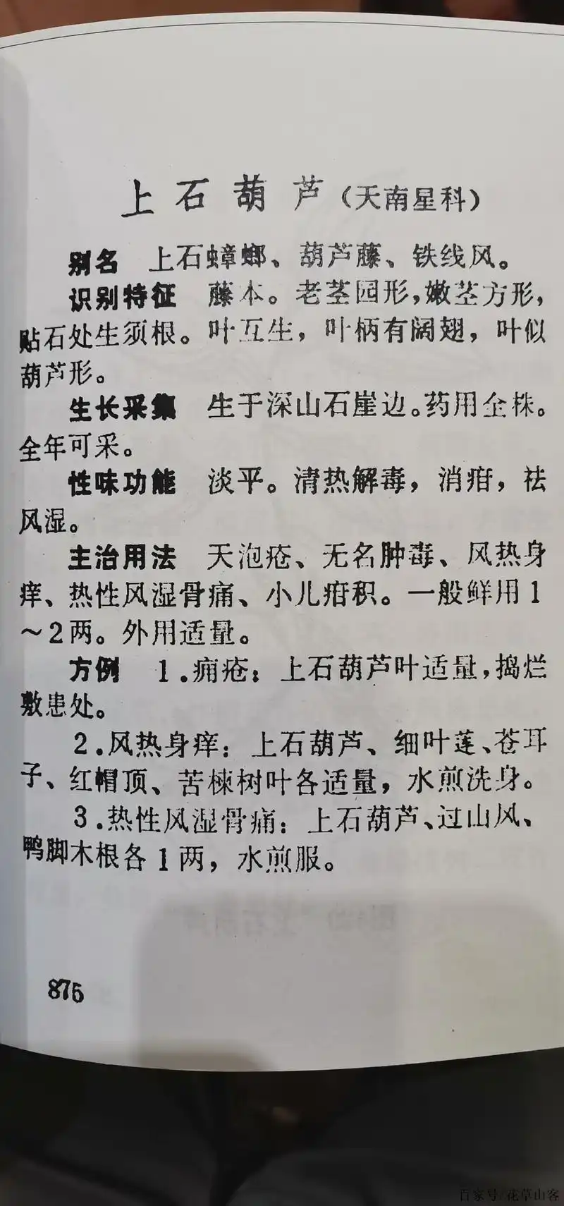 石柑子常附生于岩石上或树干上,叶又像葫芦形,故名上石葫芦