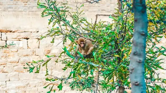 五龙口全国六耳猕猴数量第一听守猴人跟我们说起猴王争霸