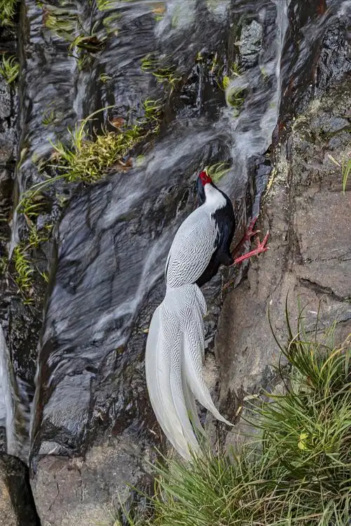 今看看俺日前拍到的国家二级保护动物白鹇