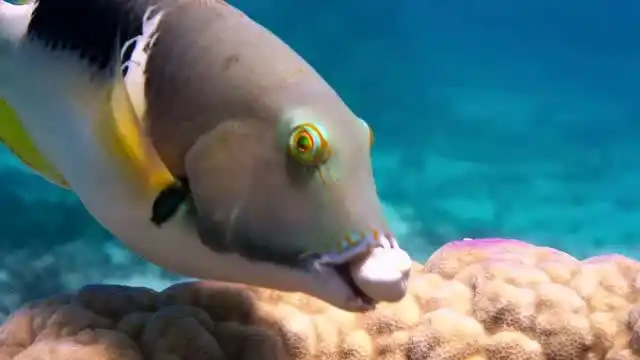 没长手的猪齿鱼吃颗蛤蜊可真难啊!感叹生活不易,哈哈