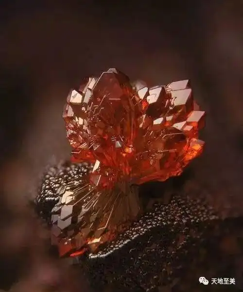 狗年红运当头红色矿石给大家拜年了