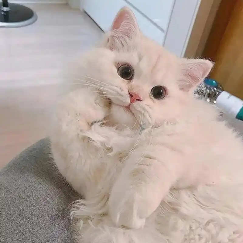 可爱呆萌萌宠头像,抱宠物男女生头像合集