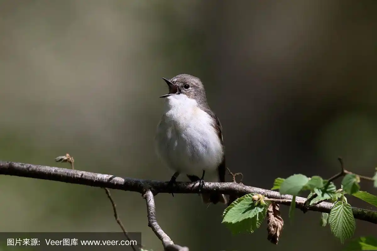 花斑捕蝇鸟,水龙雀
