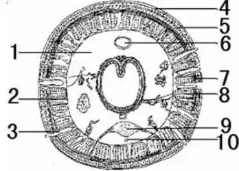 下图环毛蚓横切面图,分别写出下面各标号所指示结构的名称.