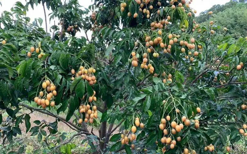 本地鸡心黄皮陆续上市_要闻头条_台山广播电视台
