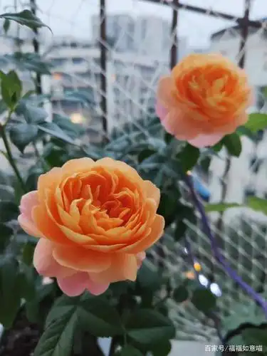 盘点微型月季品种,适合阳台党哦,勤开花又矮小