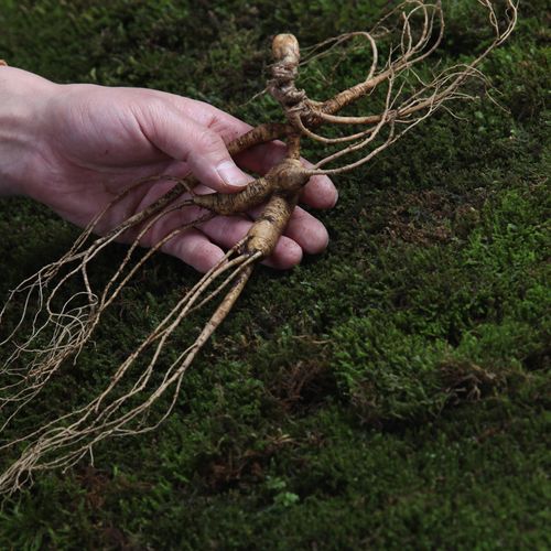 长白山人参东北特产野生新鲜人参吉林人参20年以上野山参