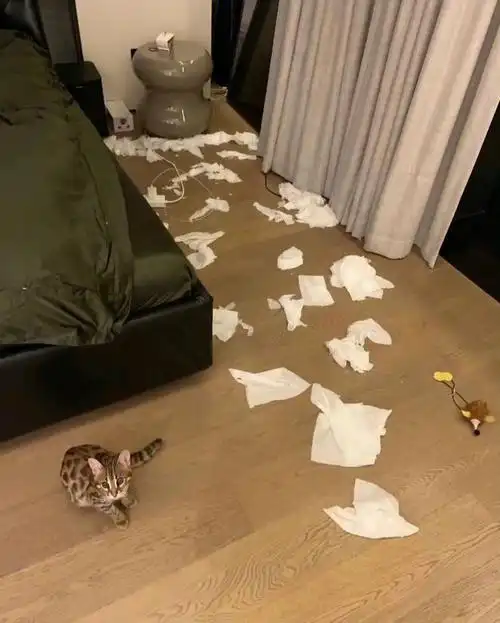 南南的小猫咪真的好可爱啊