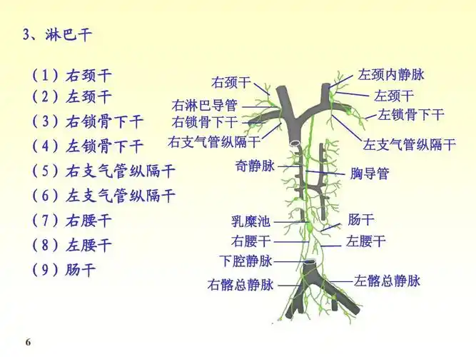 左腰干 左髂总静脉
