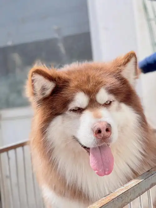 宠物  #我家宠物好可爱  #丫头家犬舍 #阿拉斯加犬 #阿拉斯加雪橇