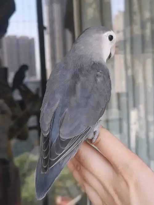 牡丹鹦鹉  #手养鹦鹉  #养鹦鹉日记  #鹦鹉  #牡丹鹦鹉日常  #墨银