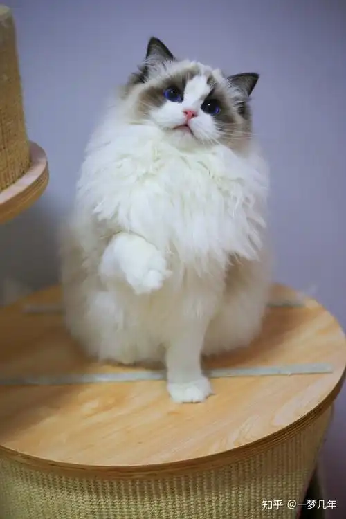 有哪些值得分享的布偶猫照片? - 知乎