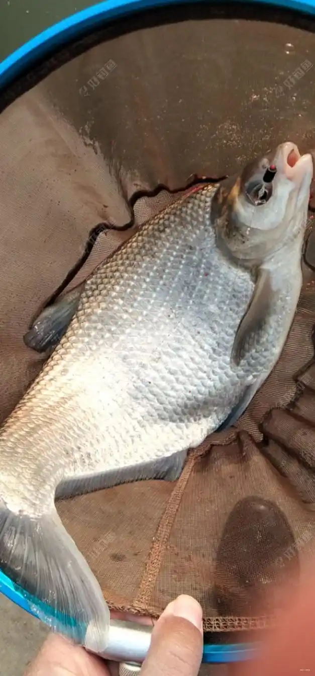 喜提超级大鳊鱼,猜猜多大?