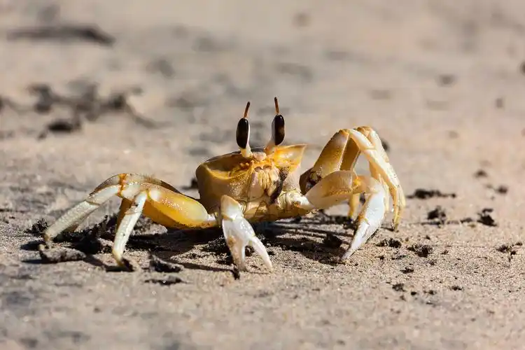 沙滩上的大螃蟹在沙滩上的大眼睛的可爱蟹.斯里兰卡.