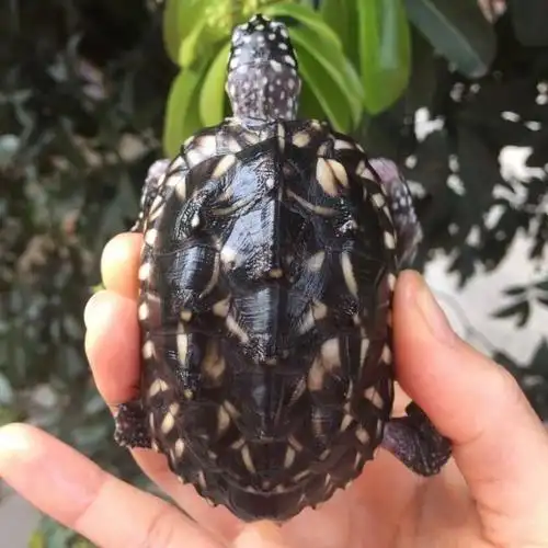 斑点龟哈密顿深水龟满天星龟斑点池龟鱼缸宠物龟小乌龟活物清洁龟 孤